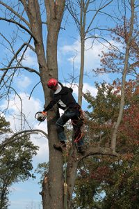Little Egg Harbor tree company employee trimming high branches with a chainsaw