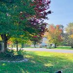 Healthy tree in a suburb cared for by Little Egg Harbor tree company